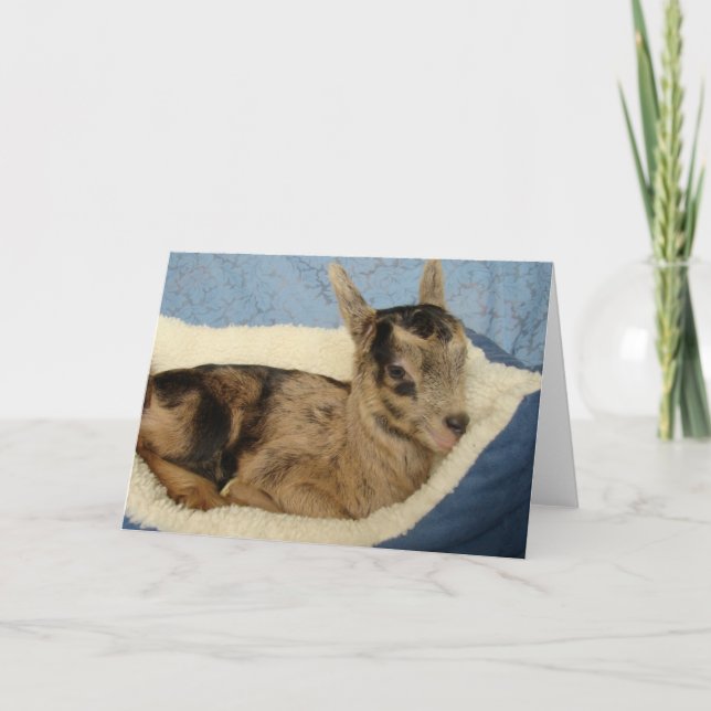 A Bottle Goat Named Aussie Card (Front)