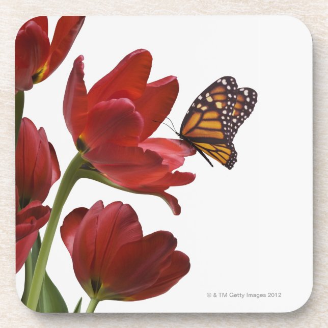a bouquet of red tulips is visited by a monarch coaster (Front)