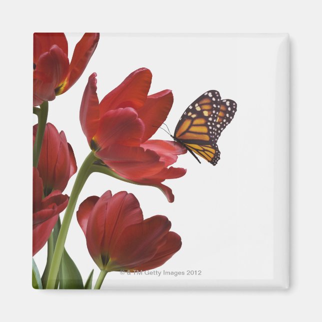 a bouquet of red tulips is visited by a monarch magnet (Front)