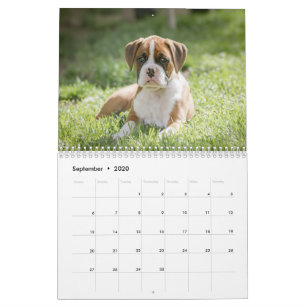 A Boxer Dog's Life - Cute Boxer Puppies Calendar