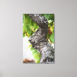 A branch of a very old vine with gnarled canvas print
