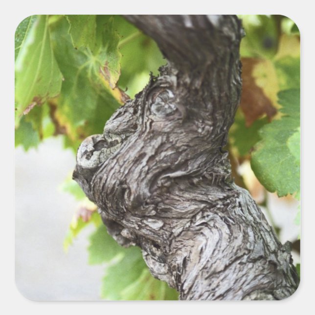 A branch of a very old vine with gnarled square sticker (Front)