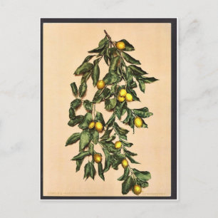 A branch of lemons, Limone, Garda, Lake of, Italy Postcard