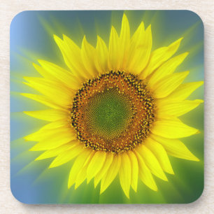 a bright sunflower coaster