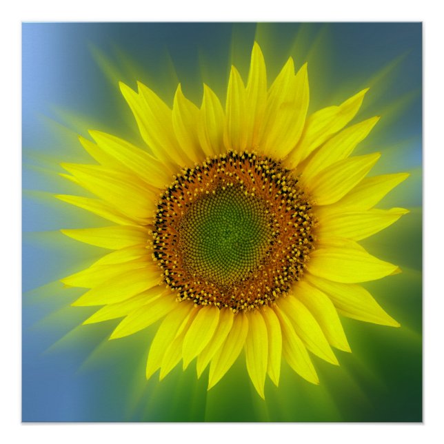 a bright sunflower poster (Front)