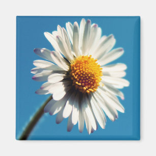 A Bright White Daisy under a Big Blue Sky Magnet
