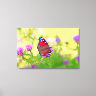 A brightly coloured Peacock butterfly is Canvas Print