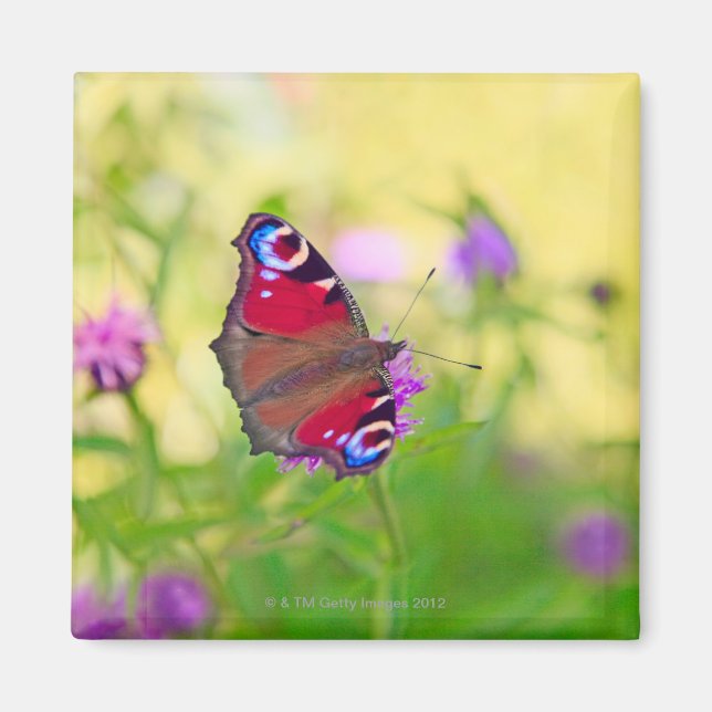 A brightly coloured Peacock butterfly is Magnet (Front)