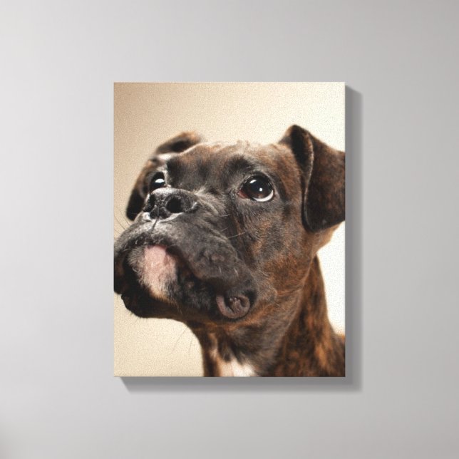 A Brindle Boxer puppy looking up curiously. Canvas Print (Front)