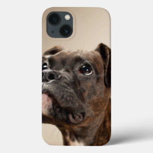 A Brindle Boxer puppy looking up curiously. iPhone 13 Case