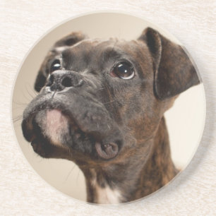 A Brindle Boxer puppy looking up curiously. Coaster