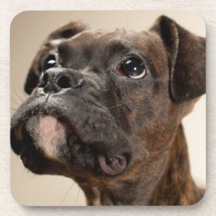 A Brindle Boxer puppy looking up curiously. Coaster