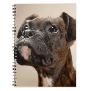 A Brindle Boxer puppy looking up curiously. Notebook