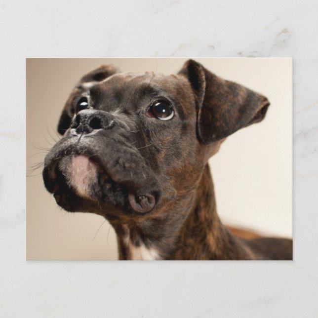 A Brindle Boxer puppy looking up curiously. Postcard (Front)