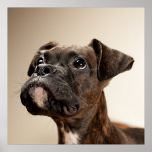 A Brindle Boxer puppy looking up curiously. Poster