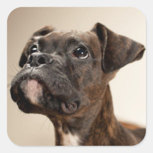 A Brindle Boxer puppy looking up curiously. Square Sticker