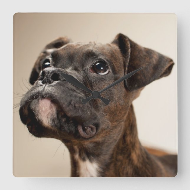A Brindle Boxer puppy looking up curiously. Square Wall Clock (Front)