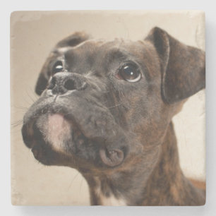 A Brindle Boxer puppy looking up curiously. Stone Coaster