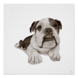 A Brindle Bulldog Puppy Drawing Poster