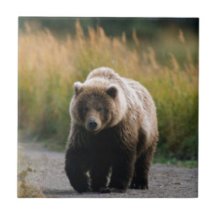 A Brown Bear Walking on a Trail Tile