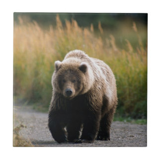 A Brown Bear Walking on a Trail Tile