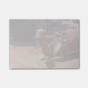 A Brown Camel laying down with Saddle and Blanket Post-it Notes