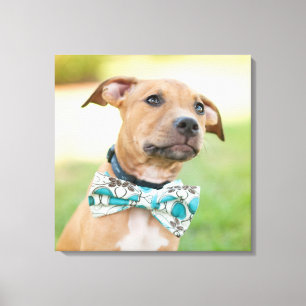 A Brown Puppy Wears A Colourful Bow Tie Canvas Print