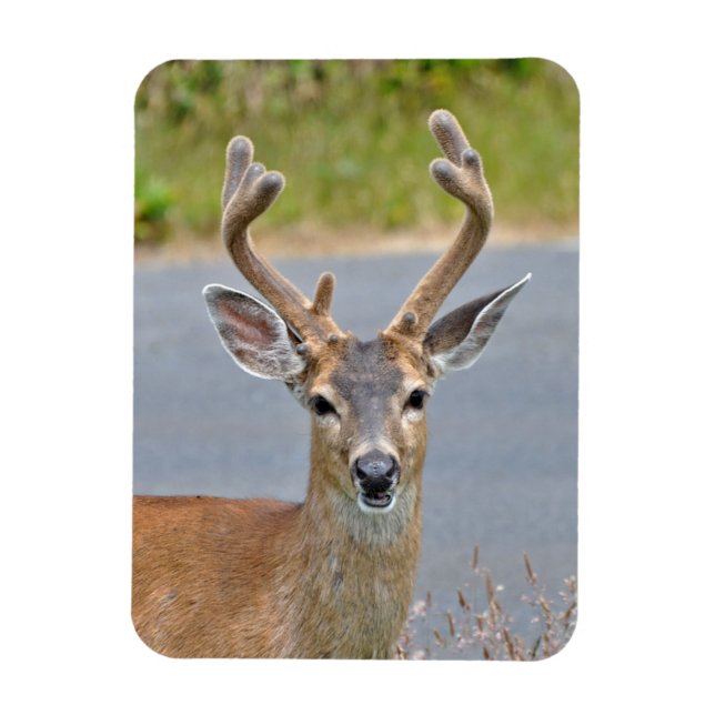 A Buck Mule Deer Magnet (Vertical)