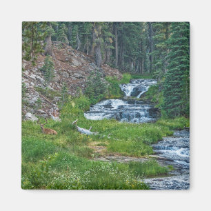 A Buck Rests at a Cascading River Magnet