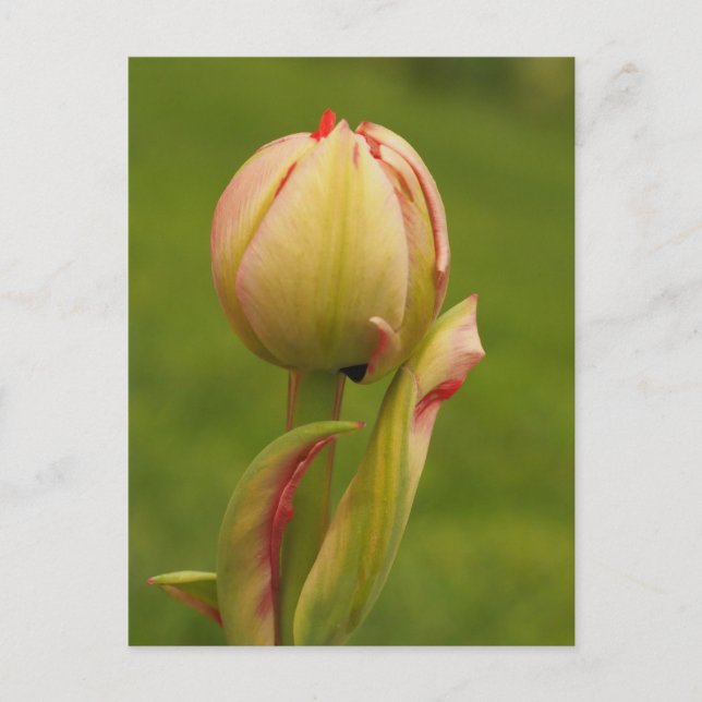 A budding tulip holiday postcard (Front)