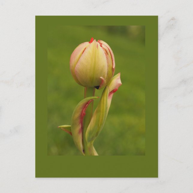 A budding tulip postcard (Front)