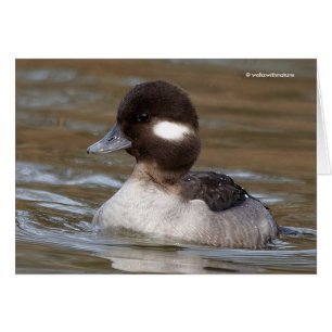 A Bufflehead Duck Swims By