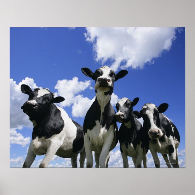 A bugs eye view of four young calves poster (Front)