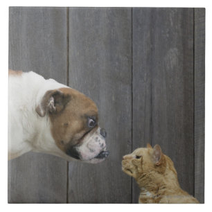 A Bulldog and a cat are face-to-face in a stand Tile
