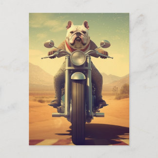 A Bulldog Riding a Motorcycle in the Desert Postcard