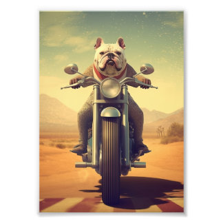 A Bulldog Riding a Motorcycle on a Desert Road Photo Print