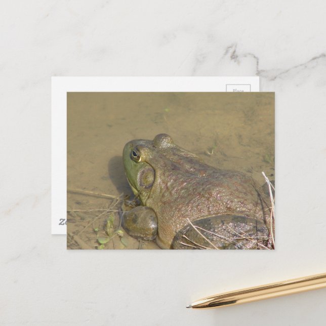 A Bullfrog in a pond Postcard (Front/Back In Situ)