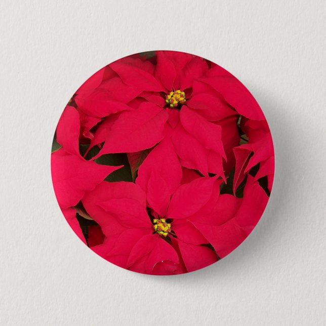 A bunch of Brightly Coloured Christmas Poinsettias 6 Cm Round Badge (Front)