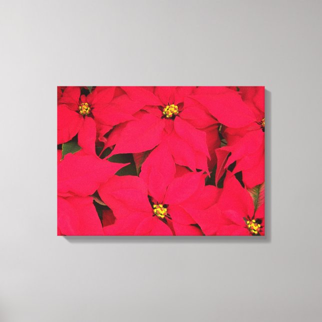 A bunch of Brightly Coloured Christmas Poinsettias Canvas Print (Front)