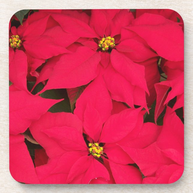 A bunch of Brightly Coloured Christmas Poinsettias Coaster (Front)
