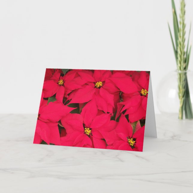 A bunch of Brightly Coloured Christmas Poinsettias Holiday Card (Front)