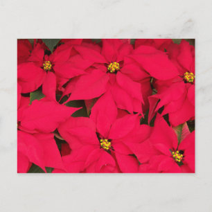 A bunch of Brightly Coloured Christmas Poinsettias Holiday Postcard