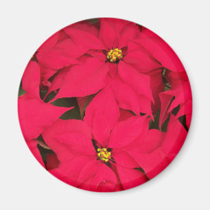 A bunch of Brightly Coloured Christmas Poinsettias Magnet