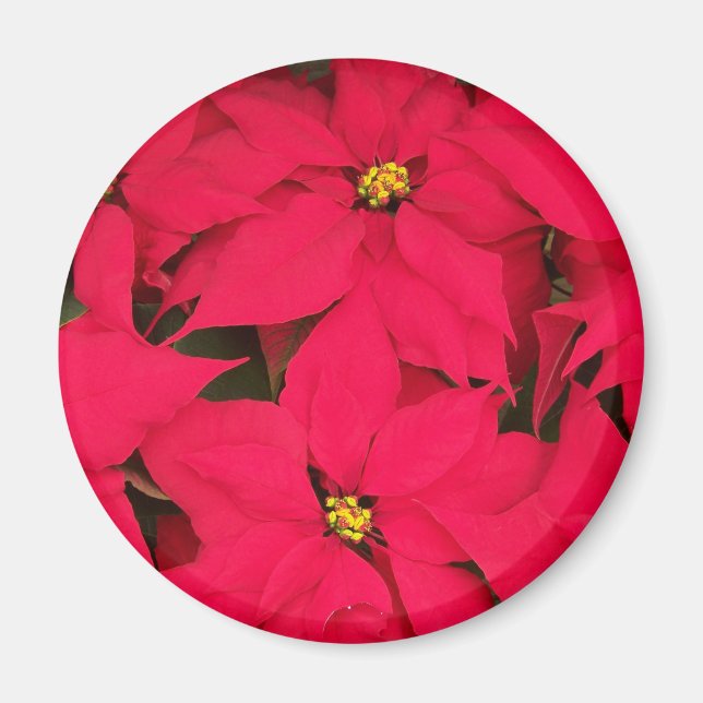 A bunch of Brightly Coloured Christmas Poinsettias Magnet (Front)