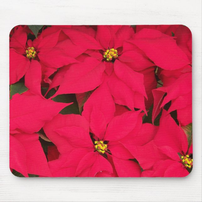 A bunch of Brightly Coloured Christmas Poinsettias Mouse Mat (Front)