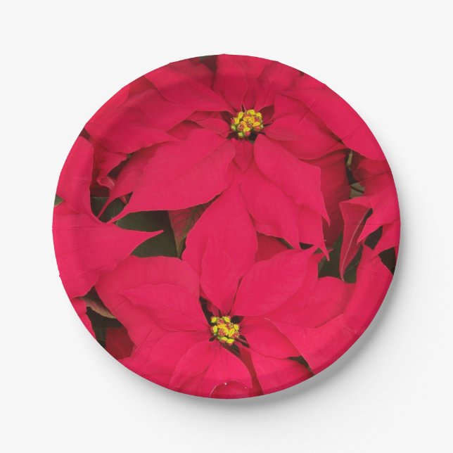 A bunch of Brightly Coloured Christmas Poinsettias Paper Plate (Front)