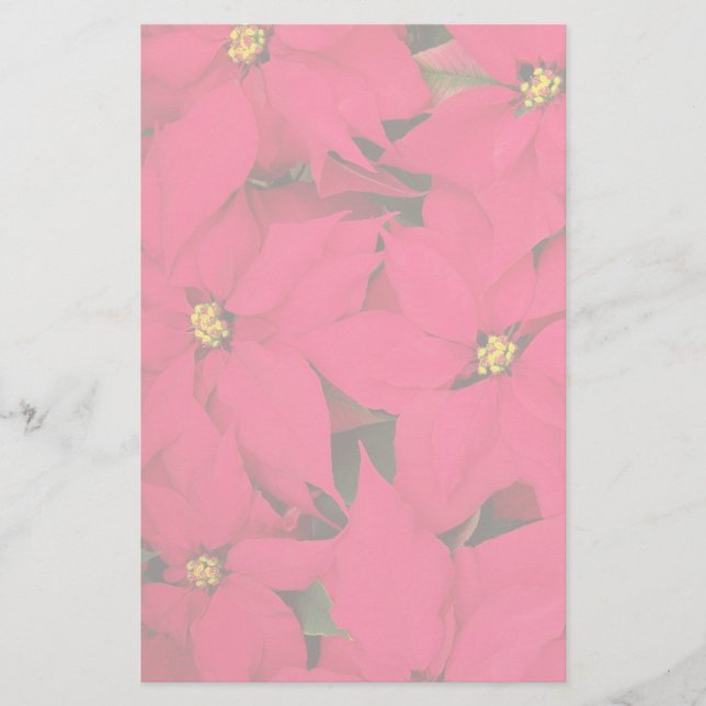A bunch of Brightly Coloured Christmas Poinsettias Stationery (Front)