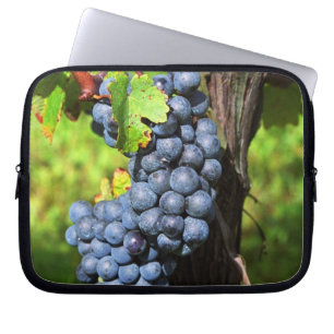 A bunch of grapes ripe merlot on a vine with laptop sleeve