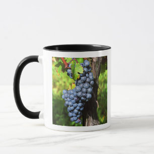 A bunch of grapes ripe merlot on a vine with mug