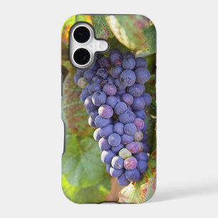 A bunch of Pinot Noir grapes in a Chambertin